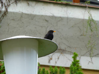 Blackbird Taking a Break