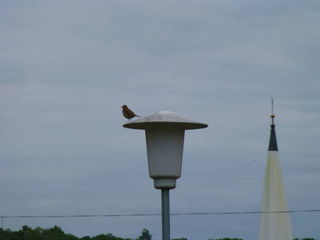 The Song Thrush on a Lookout (c)