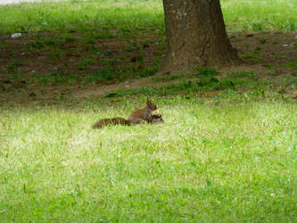 Veverka obecna - The Eurasian Red Squirrel