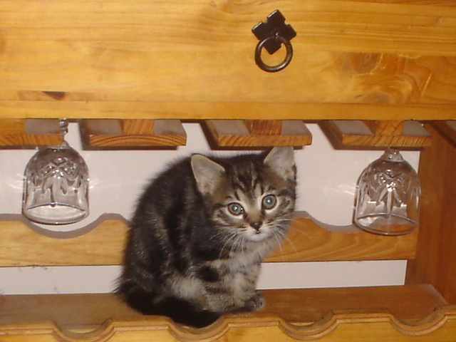 Sparkles as a kitten