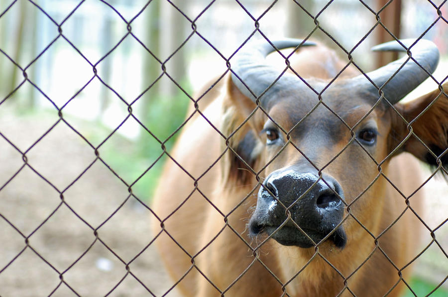 Caged Beauty