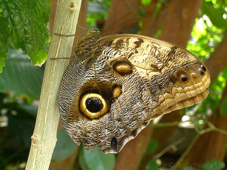 Owl-Eye Butterfly At the Zoo