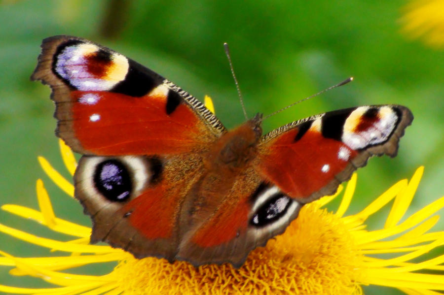 romanian butterfly