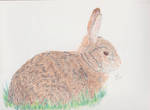 Brown Rabbit by ValkyrieWarrior32