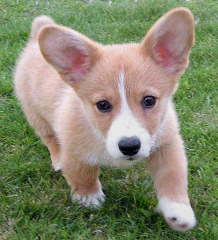 Corgi Hua Hua By Butterflywolf23 On Deviantart