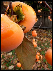 Persimmon