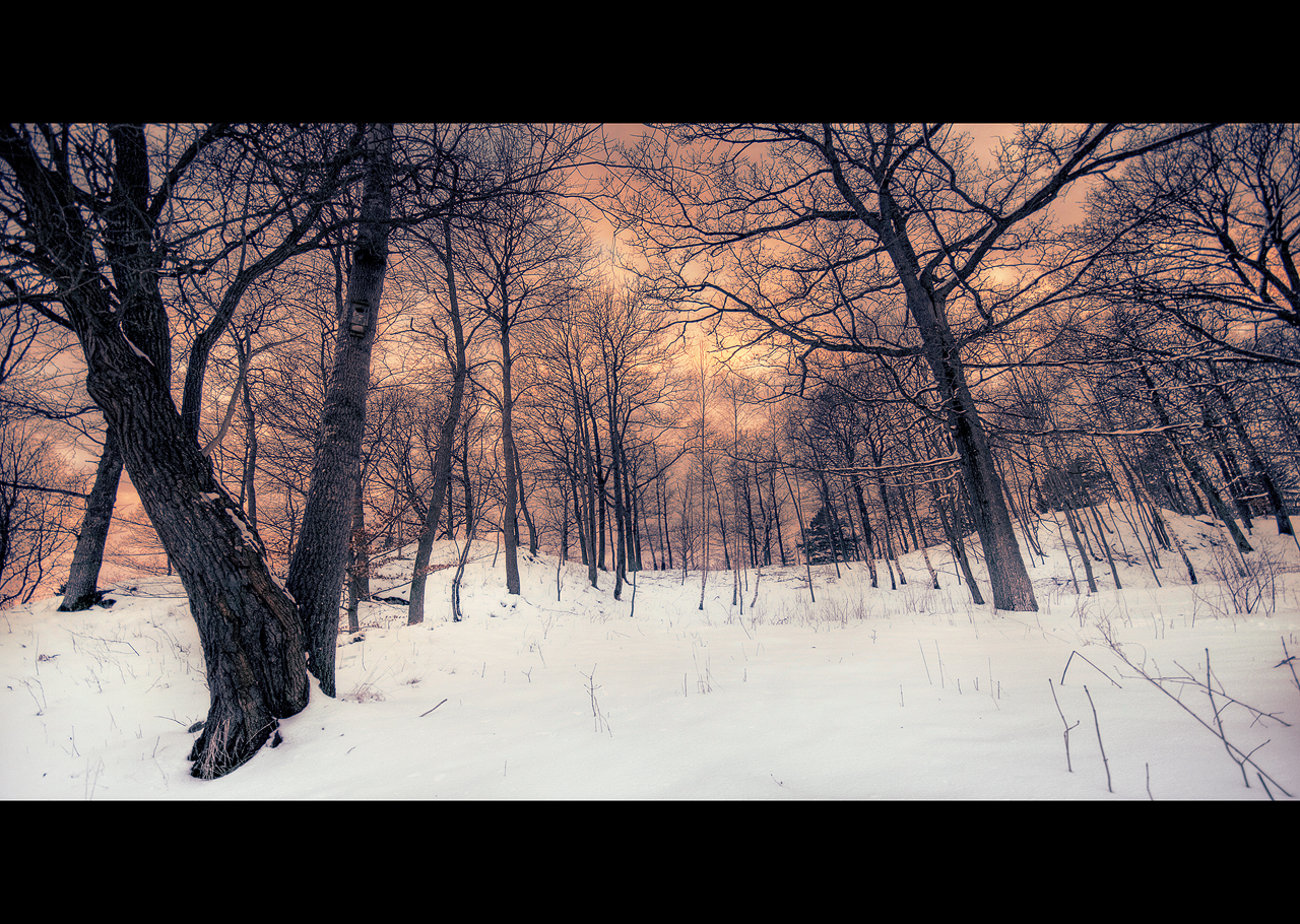 Snowy Forest