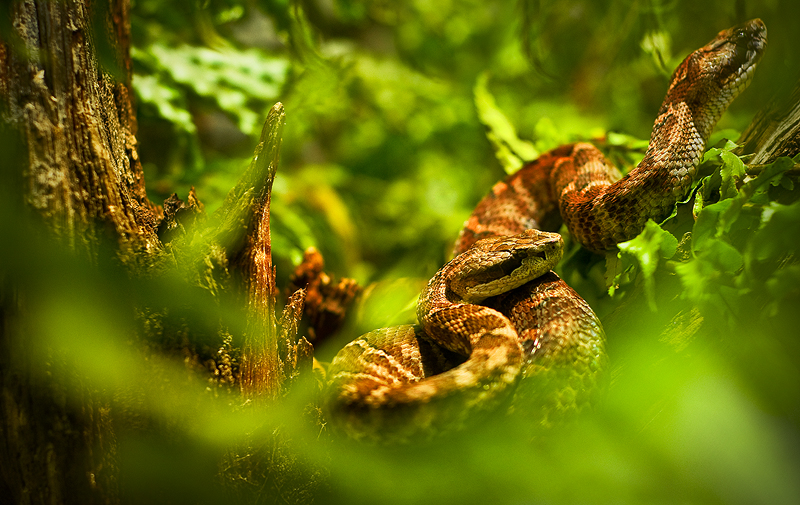 Snakes