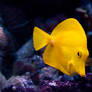 A yellow Fish...