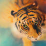 Colourful tiger