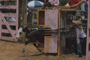 Calf, released