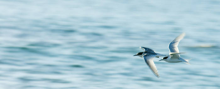 Black Fronted Tern 2