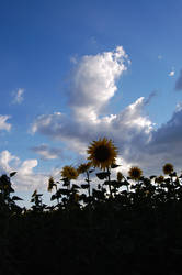 Falldown of sunflowers