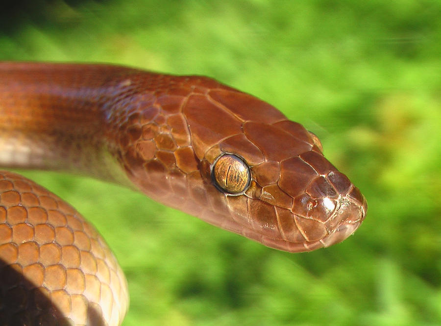 snakey snakey by AltairSky on DeviantArt