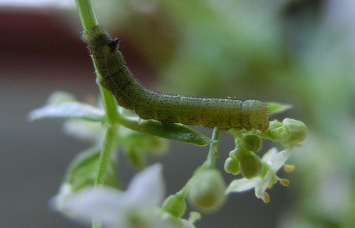 Macroglossum Stellatarum caterpillar day 3