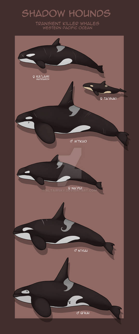 Orca characters reference sheet by AltairSky on DeviantArt