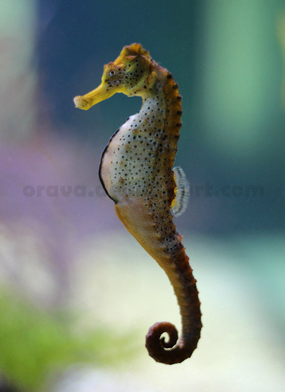 Little Sea Horse