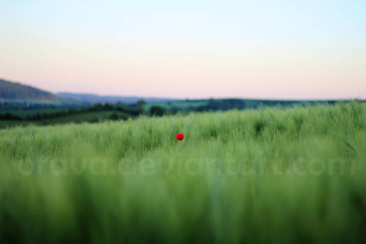 Red poppy between wheat