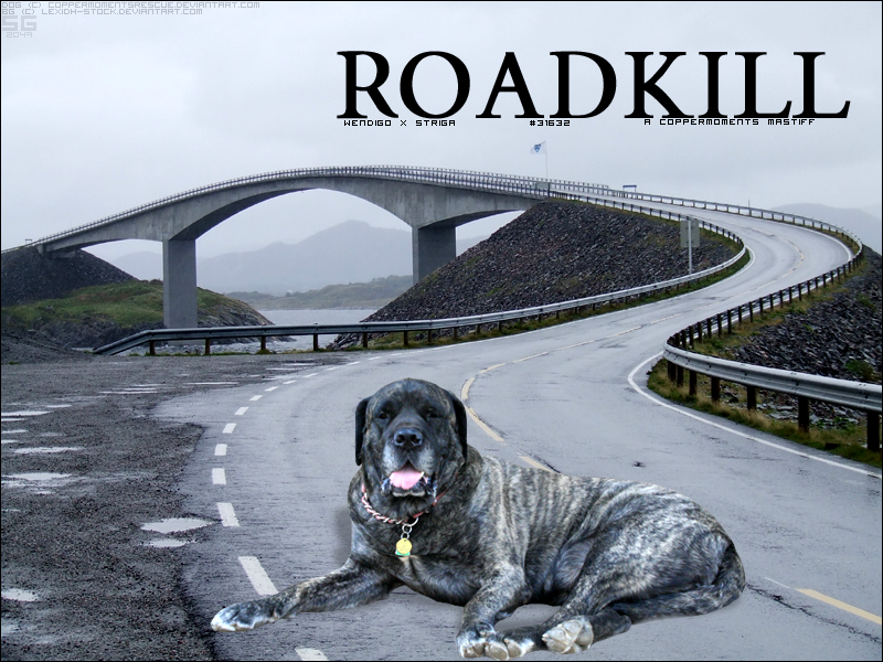 CopperMoments' ROADKILL