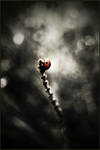 ladybug 04 by creamARTin