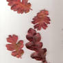 Oak leaves