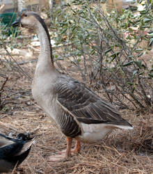 Goose 02