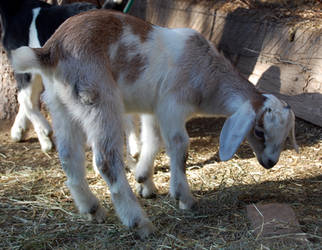 Goat Babies 2008 a
