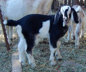 Goat Babies 2008 b