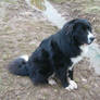 Mutt Shots 02