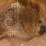 Porcupine 02