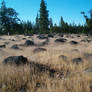 My Backyard 12