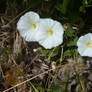Flowers 13