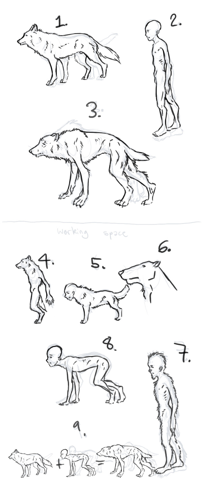 My take on werewolf anatomy