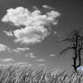 A Lone tiger
