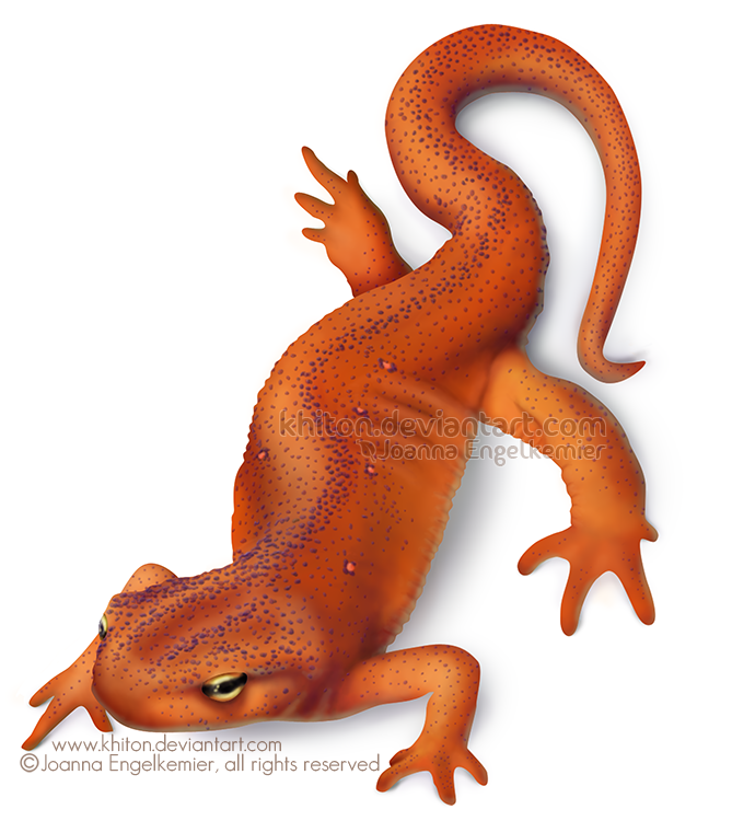 Red Eft