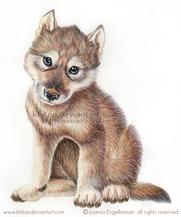 Wolf Pups Drawings wolf-pups-drawings