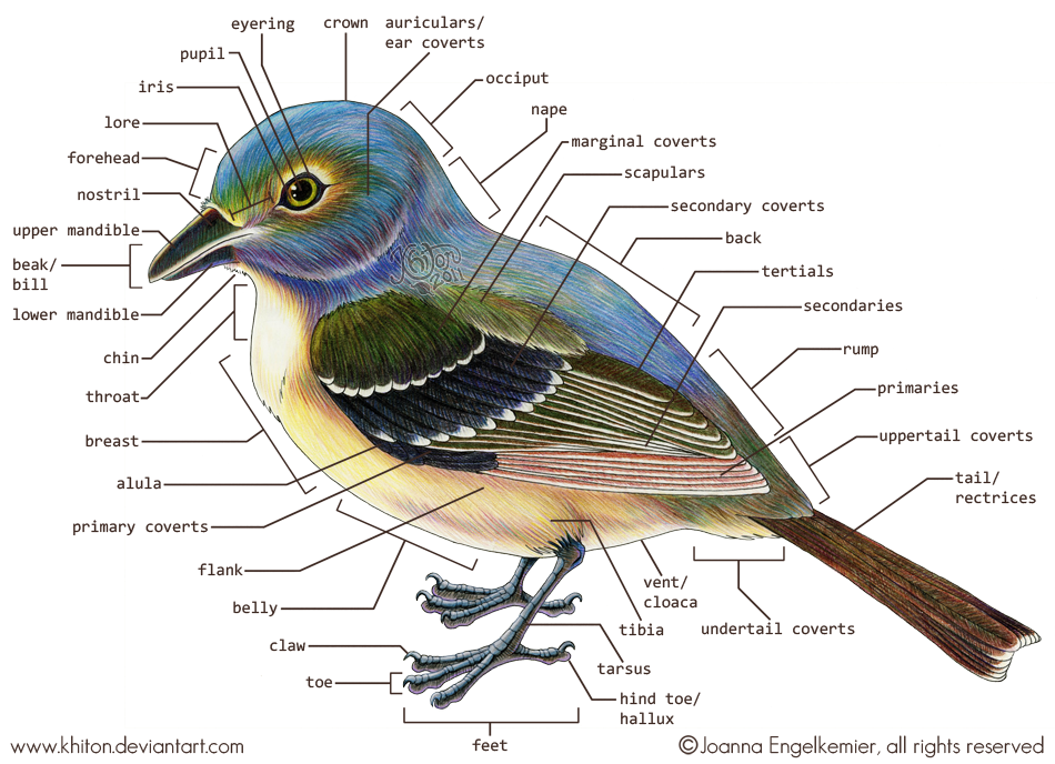 Bird - External Anatomy by khiton on DeviantArt
