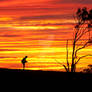 This is Australia