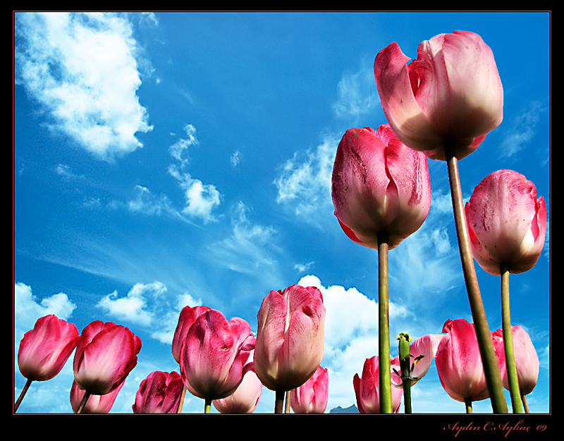 Tulip Time in Botanical Garden