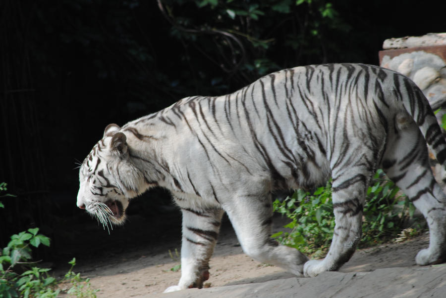 white tiger 3