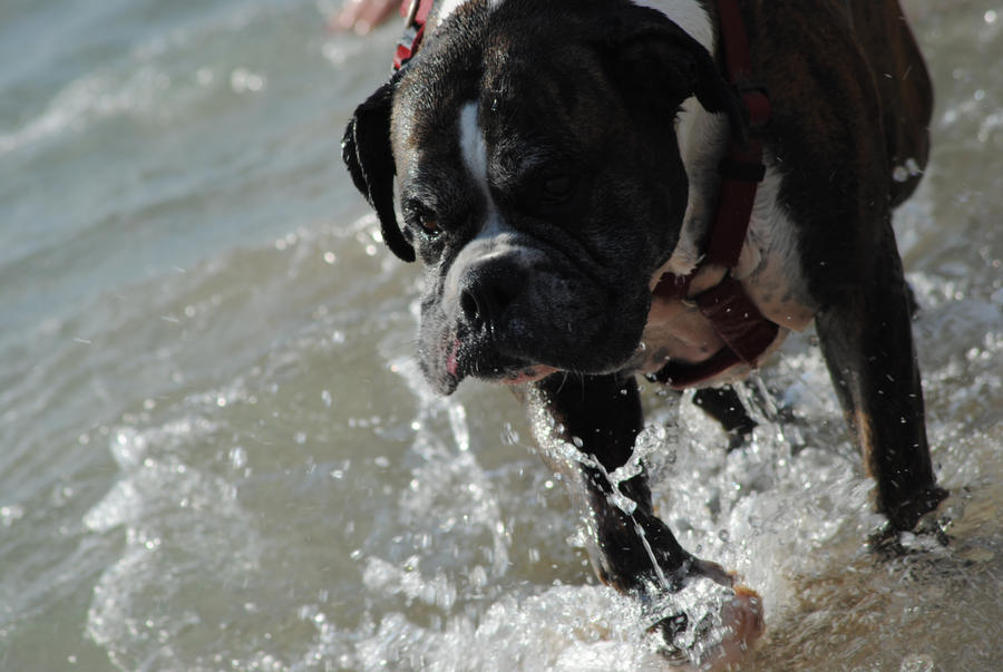 first time in the sea