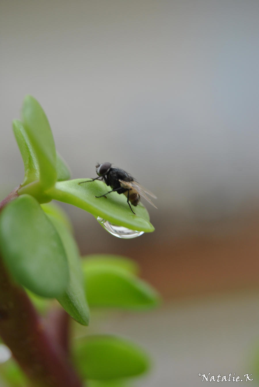 it's raining flies!