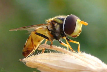 Hoverfly at Rest II