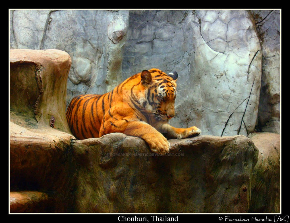 Sleeping Tiger