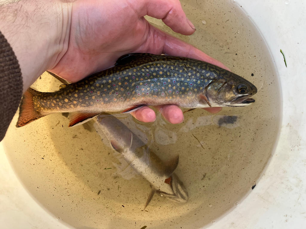Brook Large Big Female Native Brook Trout of 2024 by Lodestar1 on DeviantArt