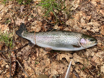 First Rainbow Trout of 2024