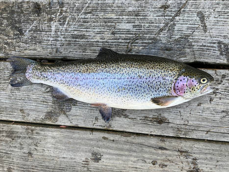 Giant Rainbow Trout of 2024