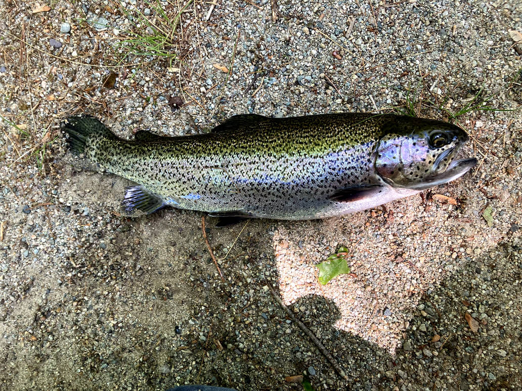 14 Inch Rainbow Trout of 2025 by Lodestar1 on DeviantArt