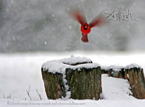 Agalloch: Falling Snow