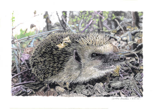 Hedgehog